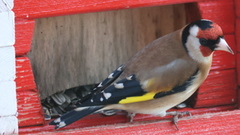 European Goldfinch (Carduelis carduelis)