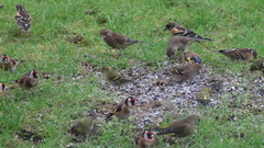 European Goldfinch (Carduelis carduelis)