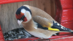 European Goldfinch (Carduelis carduelis)