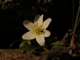 Hvitveis (Anemone nemorosa)