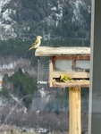 Grønnsisik (Carduelis spinus)