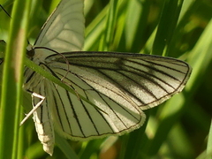Black-veined Moth (Siona lineata)