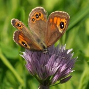 Bergringvinge (Lasiommata petropolitana)