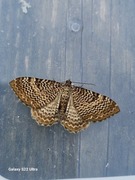 Scallop Shell (Rheumaptera undulata)