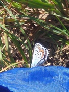 Argus-/idasblåvinge (Plebejus argus/idas)