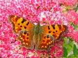 Hvit c (Polygonia c-album)