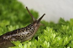 Giant Garden Slug (Limax maximus)