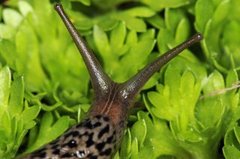 Giant Garden Slug (Limax maximus)