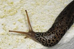 Giant Garden Slug (Limax maximus)
