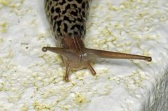 Giant Garden Slug (Limax maximus)