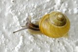 Hagesnegl (Cepaea hortensis)