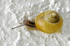 White-lipped Gardensnail (Cepaea hortensis)