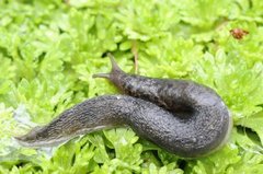 Giant Garden Slug (Limax maximus)