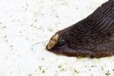 Storagatsnegl (Cochlicopa lubrica)