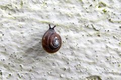 Hairy Snail (Trochulus hispidus)