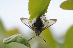 Narrow-bordered Bee Hawk-moth (Hemaris tityus)