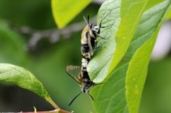 Narrow-bordered Bee Hawk-moth (Hemaris tityus)