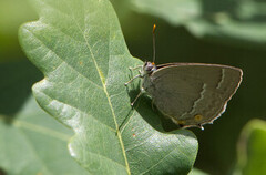 Eikestjertvinge (Favonius quercus)