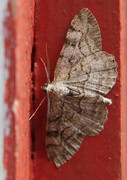Mottled Beauty (Alcis repandata)