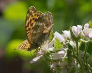 Keiserkåpe (Argynnis paphia)