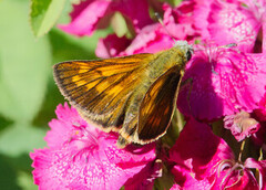 Large Skipper (Ochlodes sylvanus)