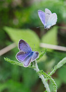 Green-underside Blue (Glaucopsyche alexis)