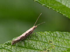 Diamond-back Moth (Plutella xylostella)