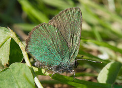 Grønnstjertvinge (Callophrys rubi)