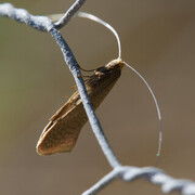Large Long-horn (Nematopogon swammerdamella)