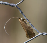 Large Long-horn (Nematopogon swammerdamella)