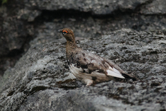 Willow Ptarmigan (Lagopus lagopus)