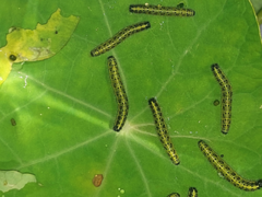 Stor kålsommerfugl (Pieris brassicae)