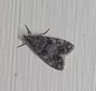 Little Grey (Eudonia lacustrata)