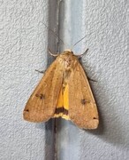 Large Yellow Underwing (Noctua pronuba)