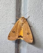 Hagebåndfly (Noctua pronuba)