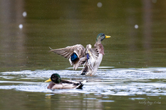 Mallard (Anas platyrhynchos)
