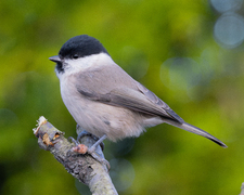 Løvmeis (Poecile palustris)