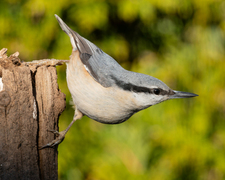 Spettmeis (Sitta europaea)