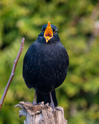 Svarttrost (Turdus merula)