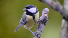 Kjøttmeis (Parus major)