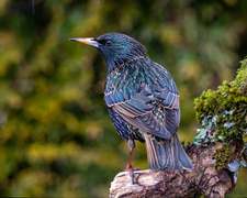 Stær (Sturnus vulgaris)