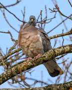 Wood Pigeon (Columba palumbus)