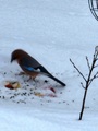 Nøtteskrike (Garrulus glandarius)