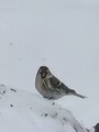 Gråspurv (Passer domesticus)