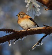 Brambling (Fringilla montifringilla)