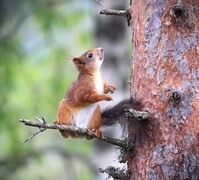 Eurasian Red Squirrel (Sciurus vulgaris)