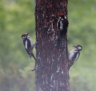 Great Spotted Woodpecker (Dendrocopos major)