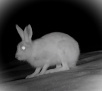 Mountain hare (Lepus timidus)