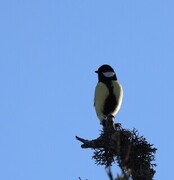 Great Tit (Parus major)