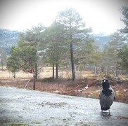 Hooded Crow (Corvus cornix)